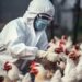 Influenza Aviar llega a Puerto Rico y pone en alerta a la región