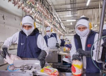 Ecuador exporta pavo a Bolivia, gracias a las buenas prácticas avícolas