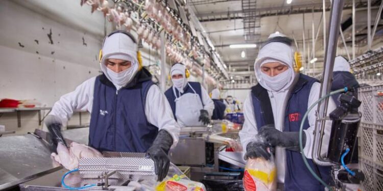 Ecuador exporta pavo a Bolivia, gracias a las buenas prácticas avícolas