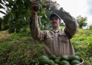 Peligra la producción de aguacates en Colombia, por el cambio climático