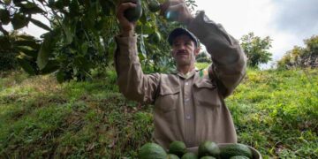 Peligra la producción de aguacates en Colombia, por el cambio climático