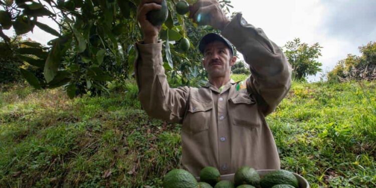 Peligra la producción de aguacates en Colombia, por el cambio climático
