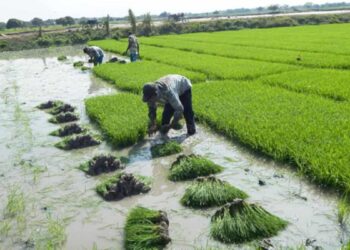 Dirigentes del agro piden al CNE incluir en el debate presidencial las propuestas agropecuarias