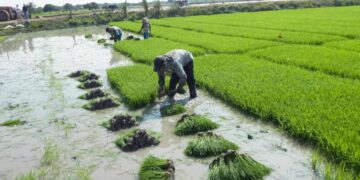 Dirigentes del agro piden al CNE incluir en el debate presidencial las propuestas agropecuarias