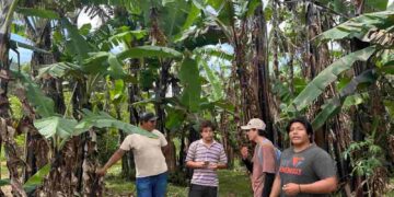 Jóvenes en Acción apoyan levantamiento catastral de cultivos estratégicos en Galápagos