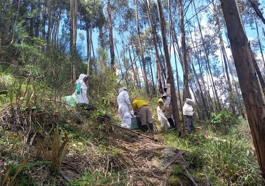 Segunda edición de la Escuela de Apicultura fortalecerá la producción apícola en Azuay