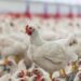 Europa está preocupada por importación avícola proveniente de Brasil