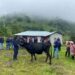 Productores de Tungurahua se capacitan en selección de ganado bovino