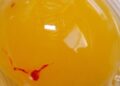 Calidad del huevo en avicultura: cómo prevenir manchas de sangre