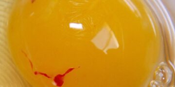 Calidad del huevo en avicultura: cómo prevenir manchas de sangre
