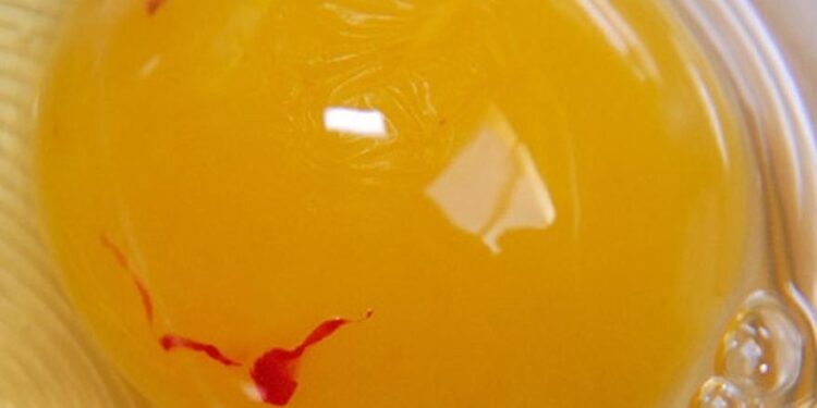 Calidad del huevo en avicultura: cómo prevenir manchas de sangre