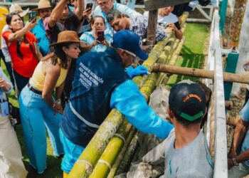 Prefectura del Guayas vacunará 30.000 terneras contra fiebre aftosa