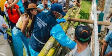 Prefectura del Guayas vacunará 30.000 terneras contra fiebre aftosa