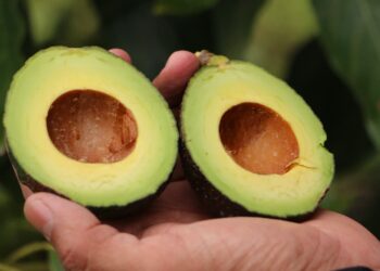 Aguacate Hass y pitahaya ecuatoriana llegan por primera vez a mercados argentinos