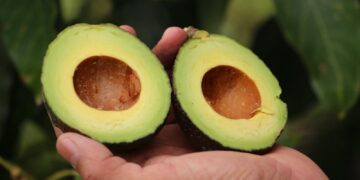 Aguacate Hass y pitahaya ecuatoriana llegan por primera vez a mercados argentinos