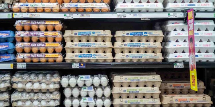 Precios del huevo en EE.UU. alcanzan niveles históricos por brotes de Influenza Aviar