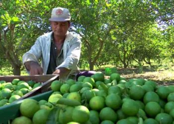 Limón sutil y Tahití de Ecuador ingresarán a Chile
