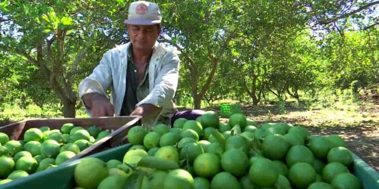 Limón sutil y Tahití de Ecuador ingresarán a Chile