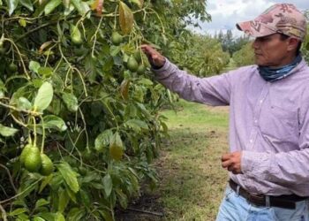 Expertos de EE.UU, Colombia, Perú y Ecuador analizarán las oportunidades decrecimiento del sector aguacatero ecuatoriano.