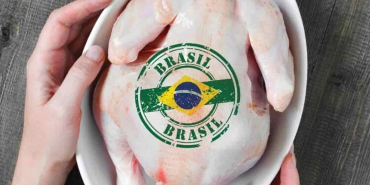 Brasil aumentará significativamente exportaciones de huevo ante crisis avícola en EE. UU.