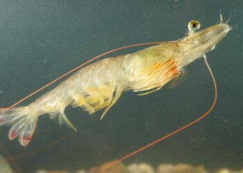 SSP celebra siete años escalando la sostenibilidad en la industria camaronera