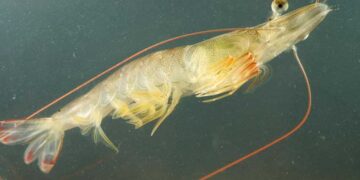 SSP celebra siete años escalando la sostenibilidad en la industria camaronera