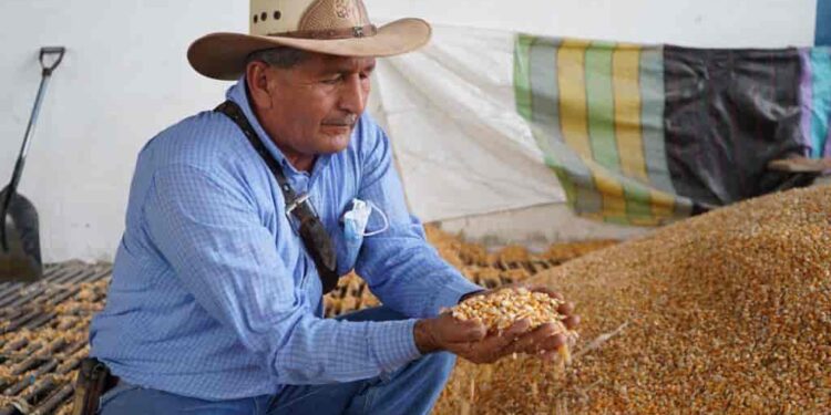 Convocan al formar el Consejo Consultivo de la Cadena del Maíz Amarillo – Balanceados – Productores de Proteína Animal