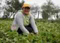Mujeres emprendedoras del sector agrícola obtendrán  beneficios con nueva ley económica