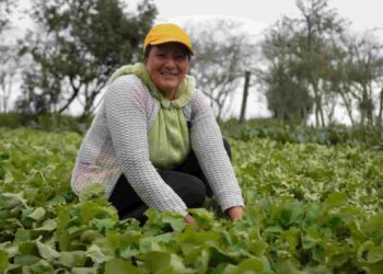 Mujeres emprendedoras del sector agrícola obtendrán  beneficios con nueva ley económica