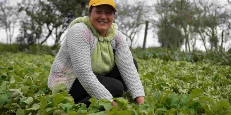 Mujeres emprendedoras del sector agrícola obtendrán beneficios con nueva ley económica