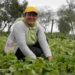 Mujeres emprendedoras del sector agrícola obtendrán  beneficios con nueva ley económica
