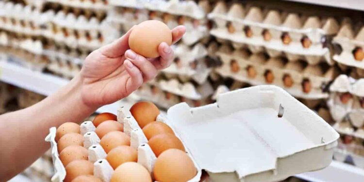 México lidera exportaciones de huevo a EE. UU. en medio de escasez por Influenza Aviar