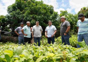 El MAG tiene previsto crear centros de investigación de ganado, gramíneas y musáceas 