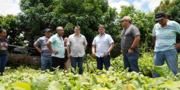 El MAG tiene previsto crear centros de investigación de ganado, gramíneas y musáceas 