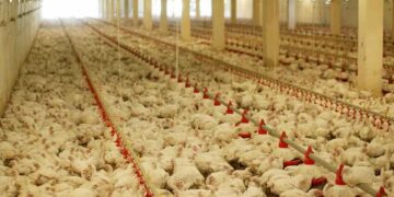 Uso eficiente de medicamentos en avicultura: claves para una dosificación precisa