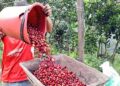 Mercado del café en Colombia y Centroamérica: perspectivas para la cosecha 25/26
