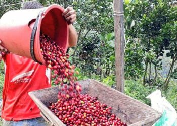 Mercado del café en Colombia y Centroamérica: perspectivas para la cosecha 25/26