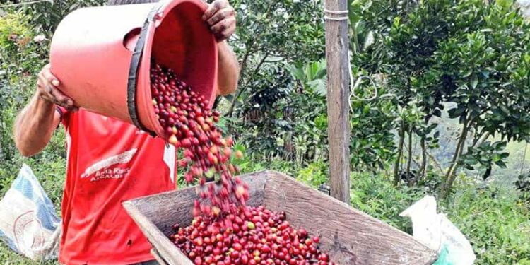 Mercado del café en Colombia y Centroamérica: perspectivas para la cosecha 25/26