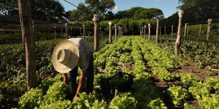 Certificación BPA impulsa a productores de Carchi hacia nuevos mercados nacionales e internacionales