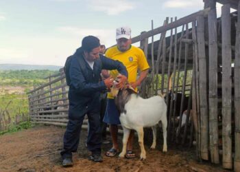 Desparasitación caprina en Zapotillo, provincia de Loja, fortalece producción sostenible