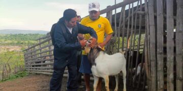 Desparasitación caprina en Zapotillo, provincia de Loja, fortalece producción sostenible