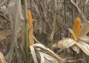 El hongo se propaga por las inundaciones y daña el 30 % de los cultivos de maíz en Los Ríos