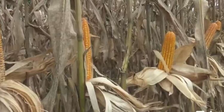 El hongo se propaga por las inundaciones y daña el 30 % de los cultivos de maíz en Los Ríos