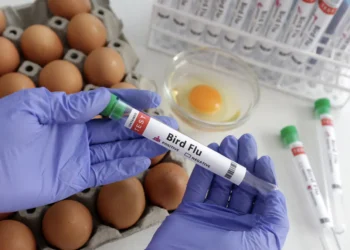 Influenza Aviar se expande en Estados Unidos, India y Alemania