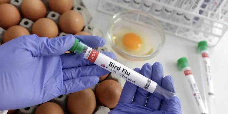 Influenza Aviar se expande en Estados Unidos, India y Alemania