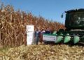 México prevé una drástica caída en la producción de maíz, trigo y sorgo en 2025