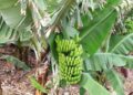 “Ecuador Libre del Moko”: Líderes bananeros se reúnen para enfrentarlo