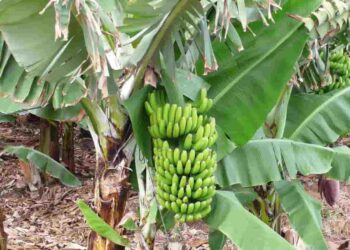 “Ecuador Libre del Moko”: Líderes bananeros se reúnen para enfrentarlo