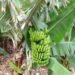 “Ecuador Libre del Moko”: Líderes bananeros se reúnen para enfrentarlo