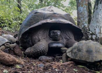 170 tortugas gigantes regresan a su hogar natural en la isla Isabela, provincia de Galápagos